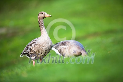 Greylag Goose, Anser anser Greylag Goose, Anser anser