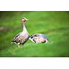 Greylag Goose, Anser anser