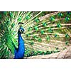 (Pavo cristatus)