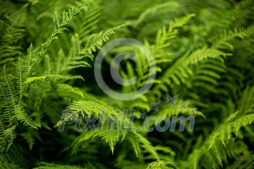 Fern Fern