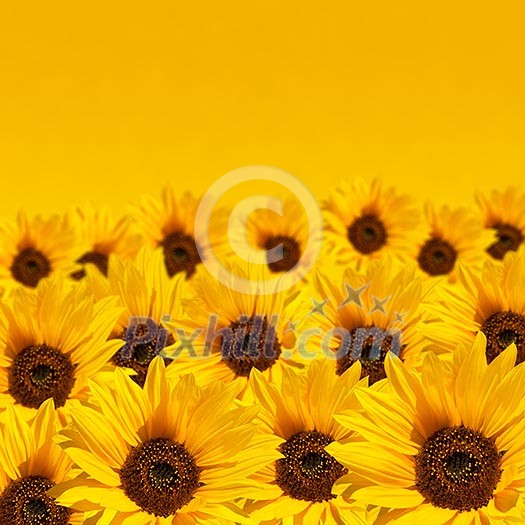Sunflower background with copyspace