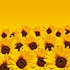 Sunflower background with copyspace