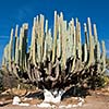 Giant cactus in Mexico