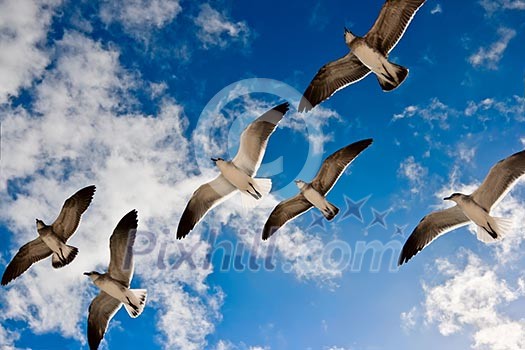 Seagulls flying in the air