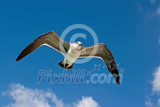 Seagull flying in the air Seagull flying in the air