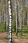 Birch grove in spring