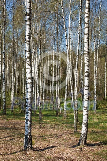 Birch grove in spring Birch grove in spring