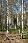 Birch grove in spring