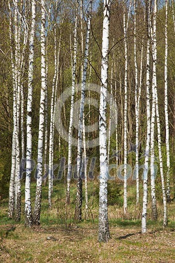 Birch grove in spring Birch grove in spring