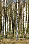 Birch grove in spring