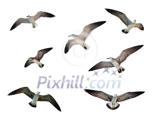 Flying seagulls isolated on white