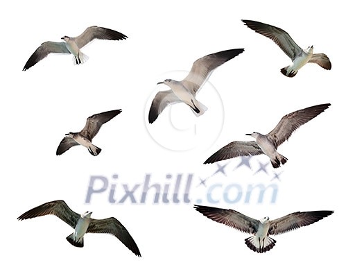 Flying seagulls isolated on white Flying seagulls isolated on white