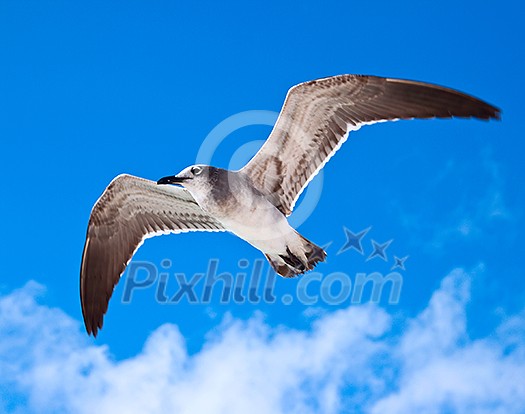 Seagull flying in the air Seagull flying in the air