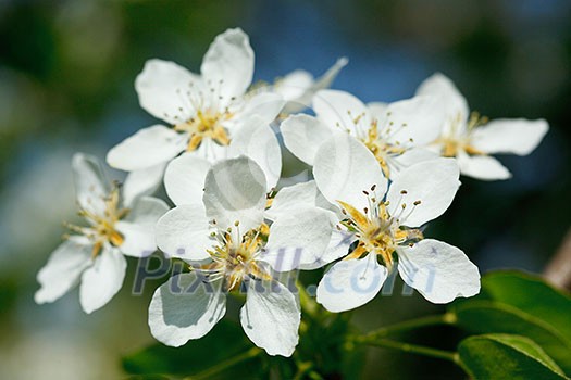 Flowers of apple tree blossoming  in spring