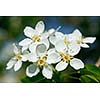 Flowers of apple tree blossoming  in spring