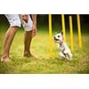 Cute little dog doing agility drill - running slalom, being obediend and making his master proud and happy