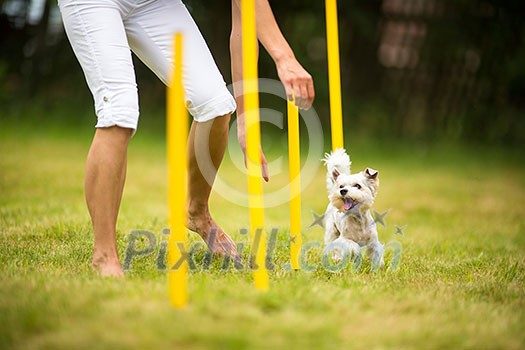 Cute little dog doing agility drill - running slalom, being obediend and making his master proud and happy