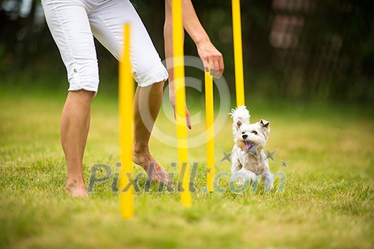 Cute little dog doing agility drill - running slalom, being obediend and making his master proud and happy Cute little dog doing agility drill - running slalom, being obediend and making his master proud and happy