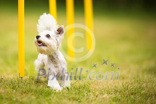 Cute little dog doing agility drill - running slalom, being obediend and making his master proud and happy Cute little dog doing agility drill - running slalom, being obediend and making his master proud and happy