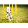 Cute little dog doing agility drill - running slalom, being obediend and making his master proud and happy