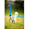 Cute little dog doing agility drill - running slalom, being obediend and making his master proud and happy