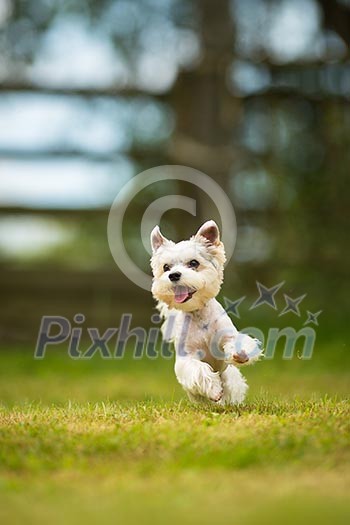 Cute little dog doing agility drill - running slalom, being obediend and making his master proud and happy