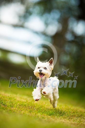 Cute little dog doing agility drill - running slalom, being obediend and making his master proud and happy