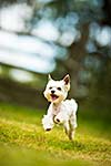 Cute little dog doing agility drill - running slalom, being obediend and making his master proud and happy