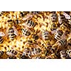 Macro shot of bees swarming on a honeycomb
