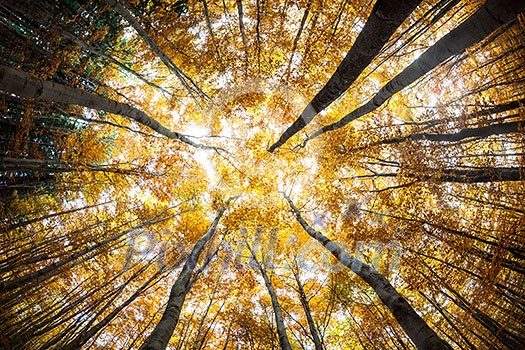 Autumn forest treetops (intentionally distorted image; shot with a fisheye lens)