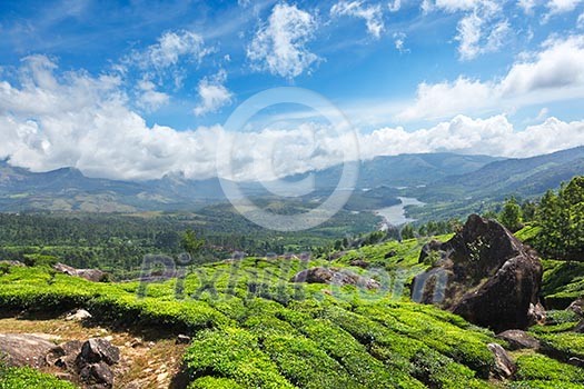 Tea plantations. Munnar, Kerala, India