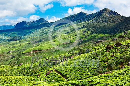 Tea plantations. Munnar, Kerala, India