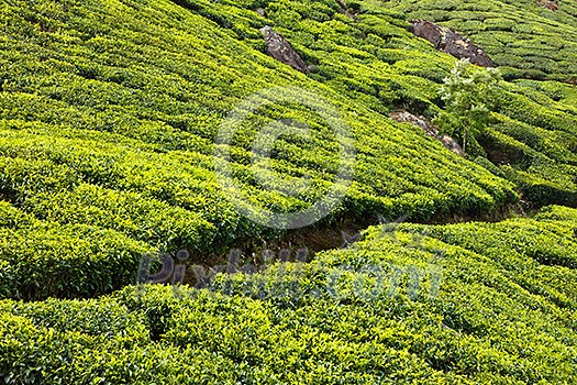 Tea plantations. Munnar, Kerala, India Tea plantations. Munnar, Kerala, India
