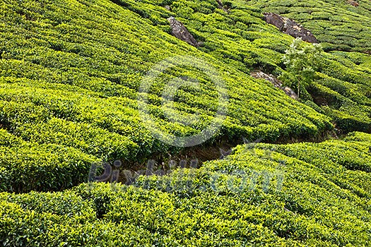 Tea plantations. Munnar, Kerala, India