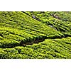 Tea plantations. Munnar, Kerala, India