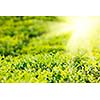 Tea bud and leaves. Selective focus. Tea plantations, Kerala, India