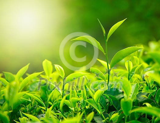 Tea bud and leaves. Tea plantations, Kerala, India