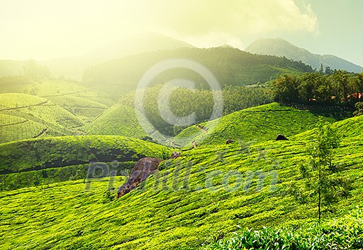 Tea plantations in morning fog. Munnar, Kerala, India Tea plantations in morning fog. Munnar, Kerala, India