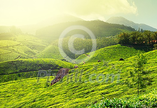 Tea plantations in morning fog. Munnar, Kerala, India