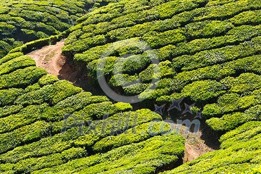 Tea plantations. Munnar, Kerala, India Tea plantations. Munnar, Kerala, India