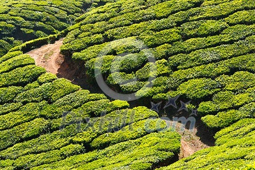 Tea plantations. Munnar, Kerala, India