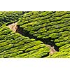 Tea plantations. Munnar, Kerala, India