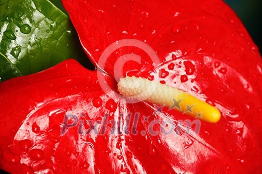 Red Anthurium flower. Shallow depth of field, selective focus on the base of spadix