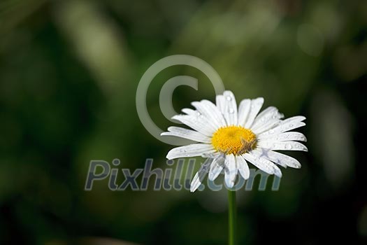 White chamomile with water drops macro in field White chamomile with water drops macro in field