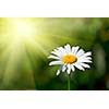 White chamomile with water drops macro in field