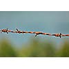 Rusty steel barbed wire on blurred background