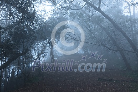 Misty scary forest in thick fog