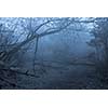 Tropical forest in thick fog