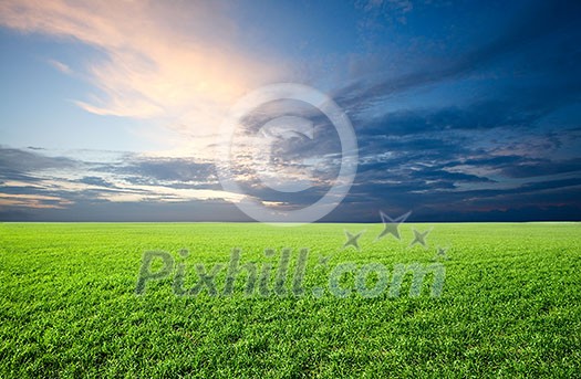 Field of green fresh grass under blue sky