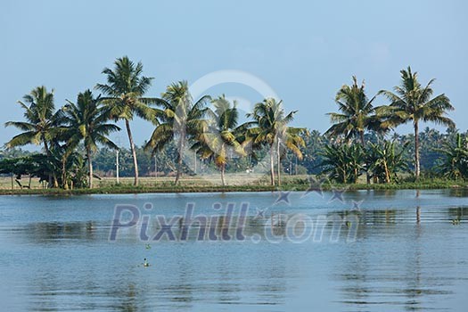 Palms at Kerala backwaters. Kerala, India. This is very typical image of backwaters.